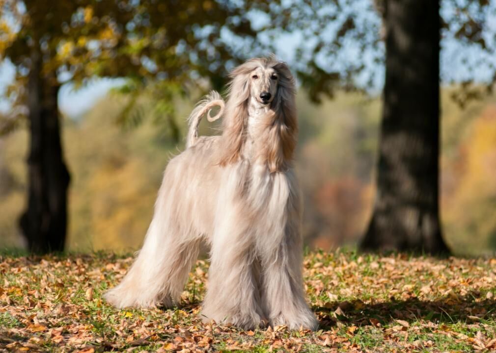#4. Afghan hound